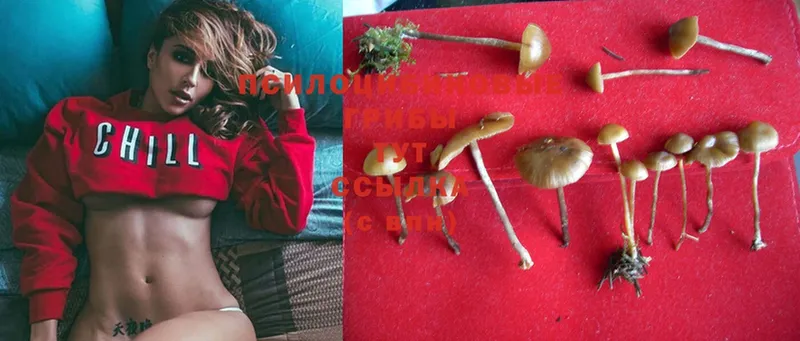 купить наркоту  Гатчина  Галлюциногенные грибы Magic Shrooms 